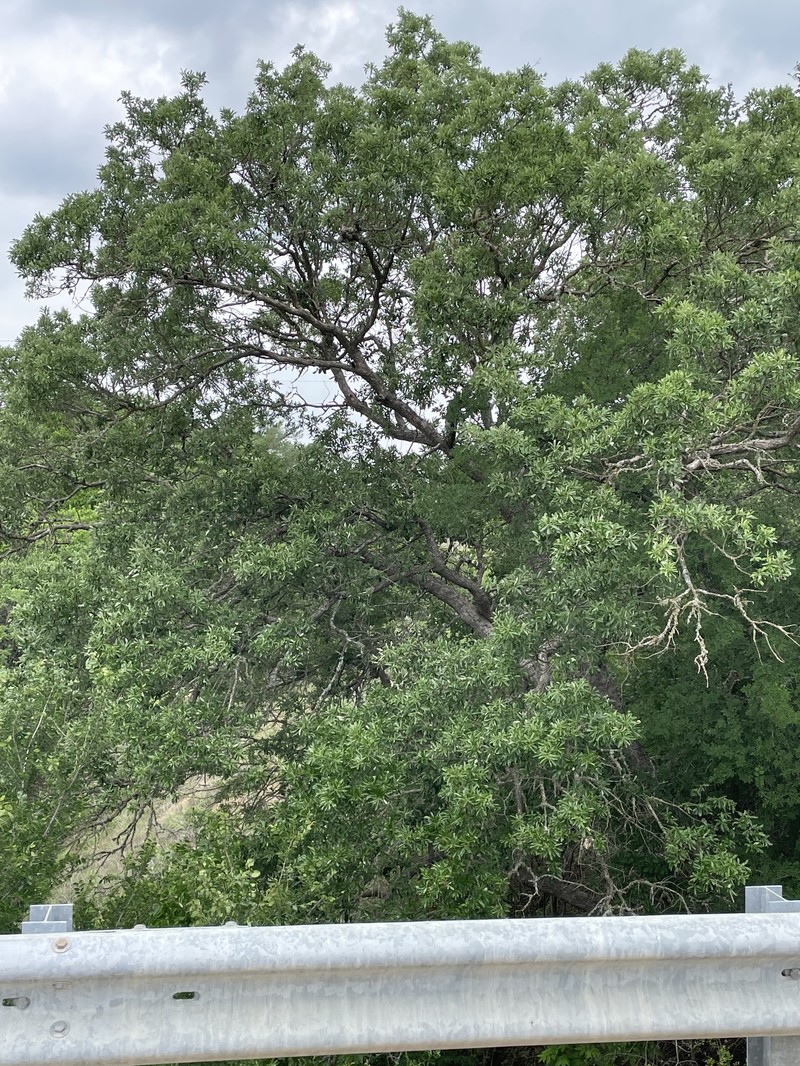 Quercus sinuata var. sinuata photo 8