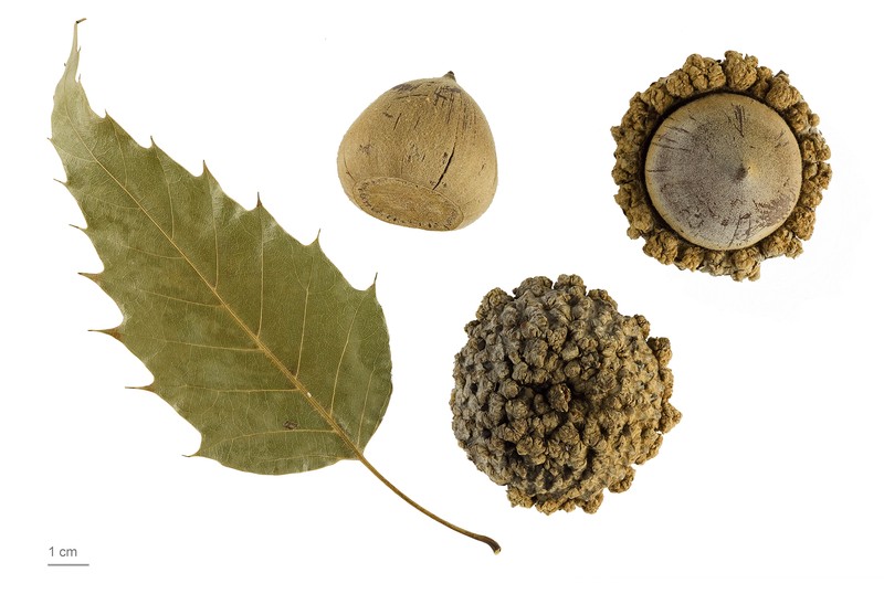 Quercus skinneri
