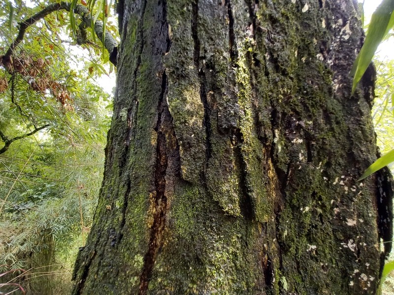 Quercus skinneri photo 2
