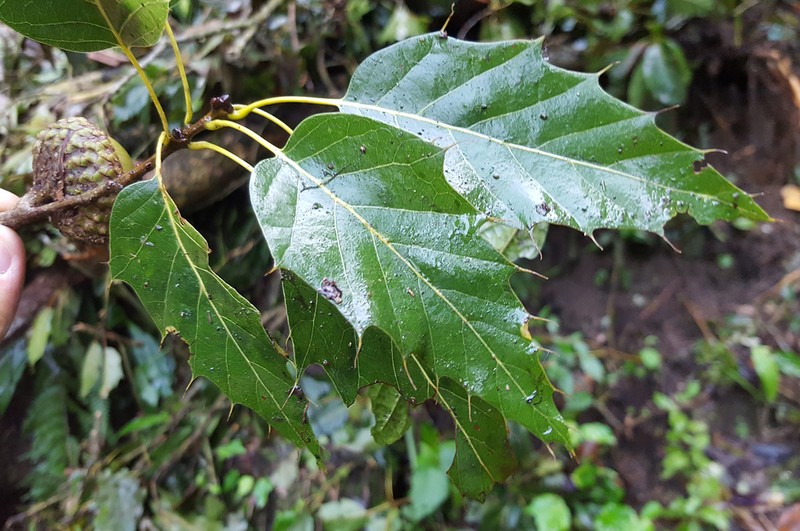 Quercus skinneri photo 4