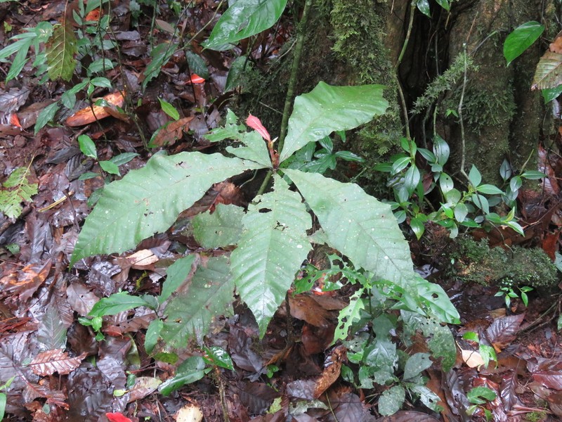 Quercus skinneri photo 5
