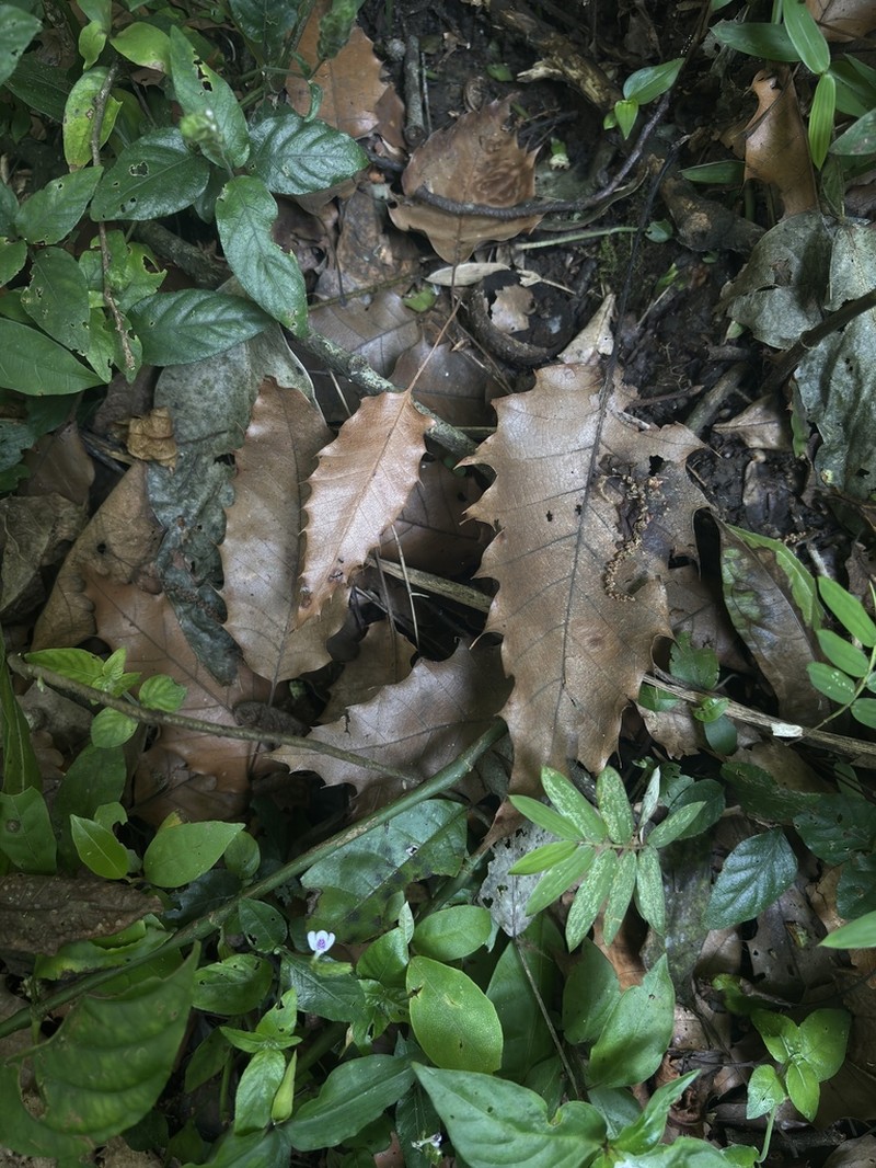 Quercus skinneri photo 7