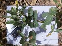 Quercus sororia