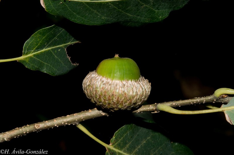 Quercus sororia photo 2