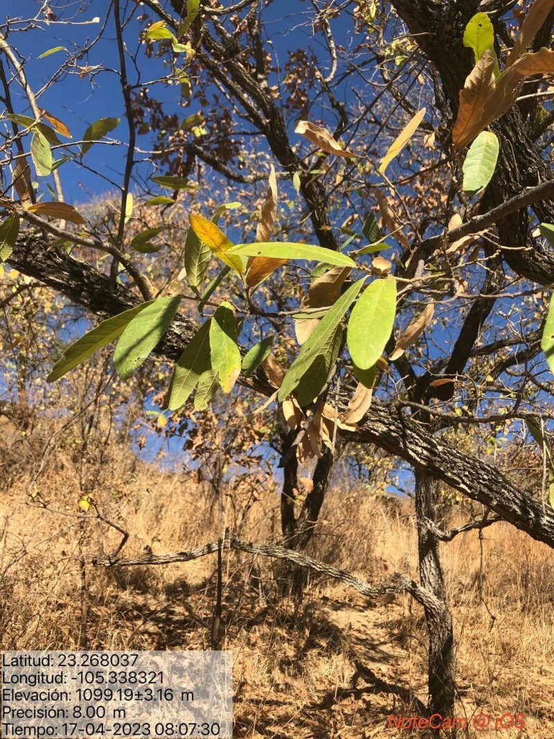 Quercus sororia photo 3