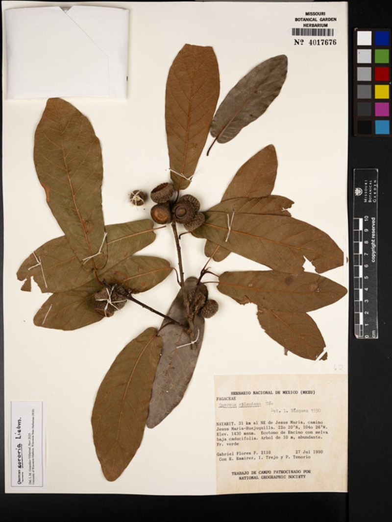Quercus sororia photo 6
