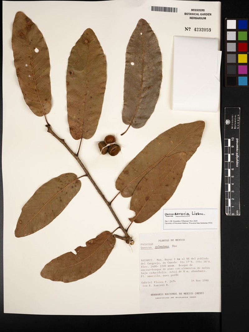 Quercus sororia photo 7