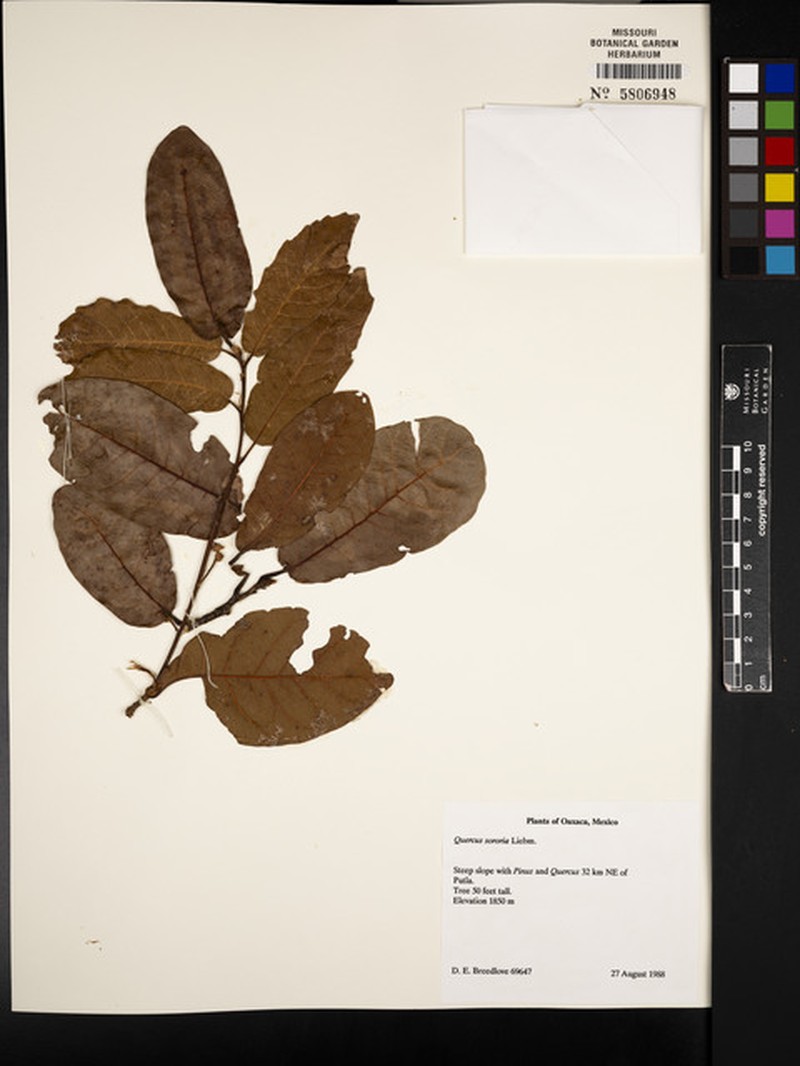 Quercus sororia photo 8