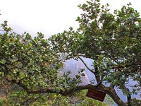 Quercus spinosa