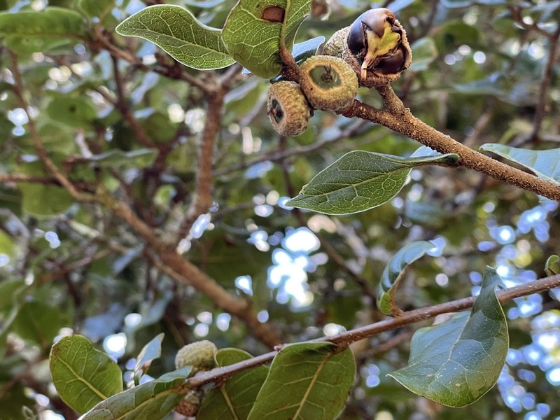 Quercus spinosa photo 2