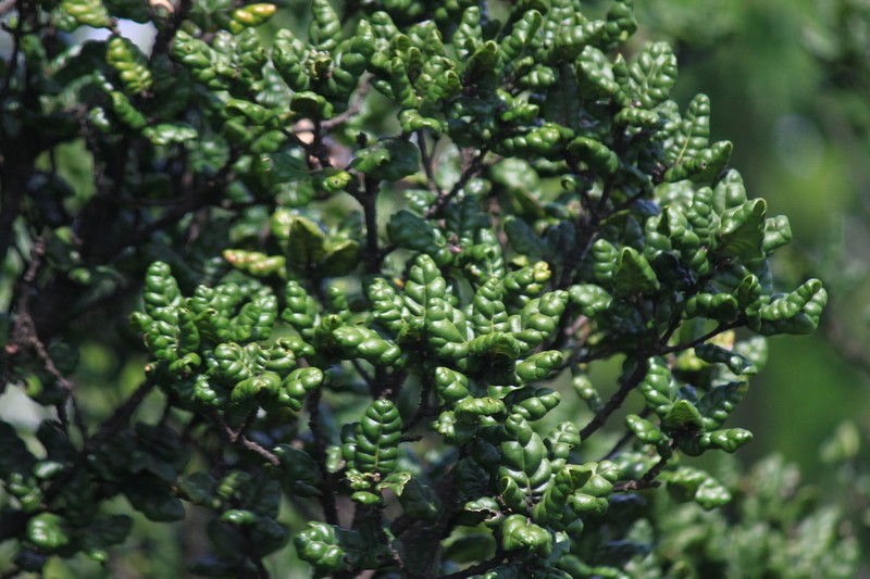 Quercus spinosa photo 3