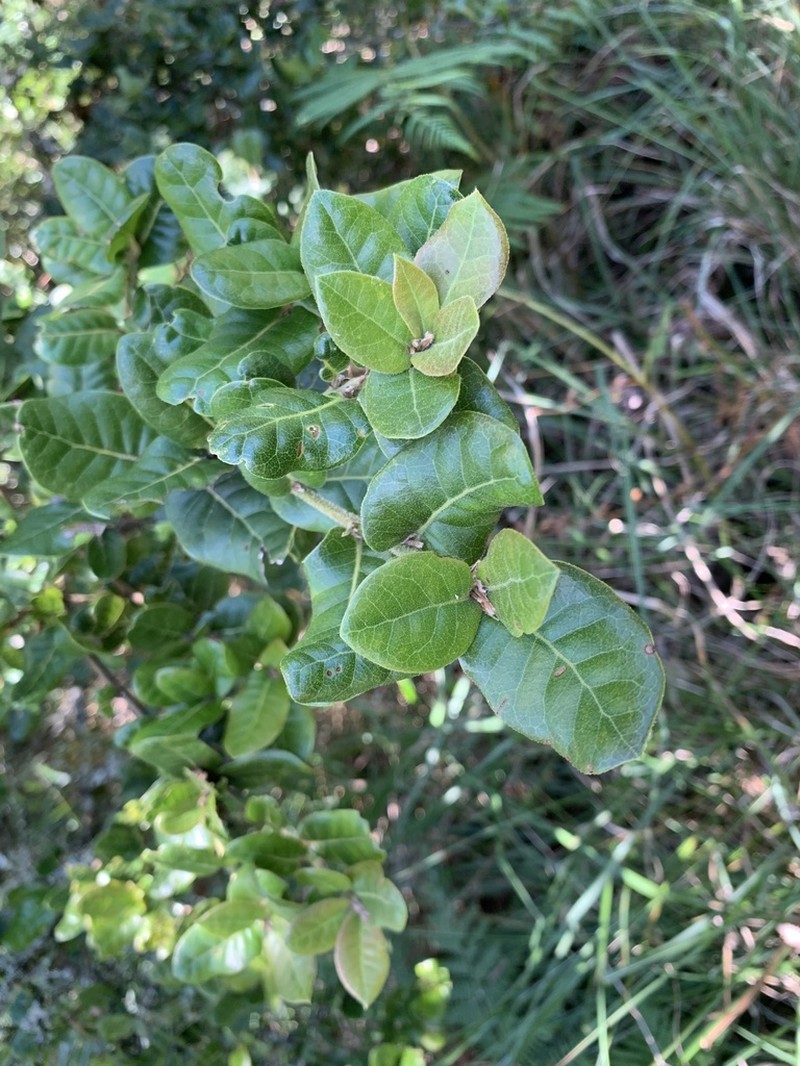 Quercus spinosa photo 4
