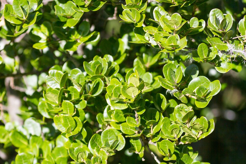 Quercus spinosa photo 5