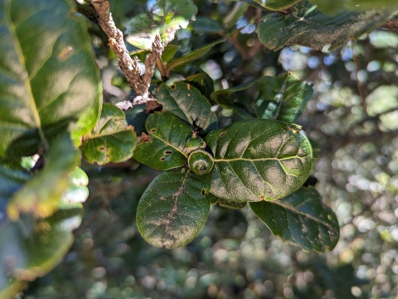 Quercus spinosa photo 6