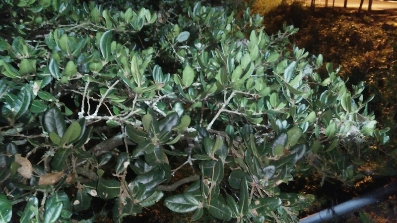 Quercus spinosa photo 7