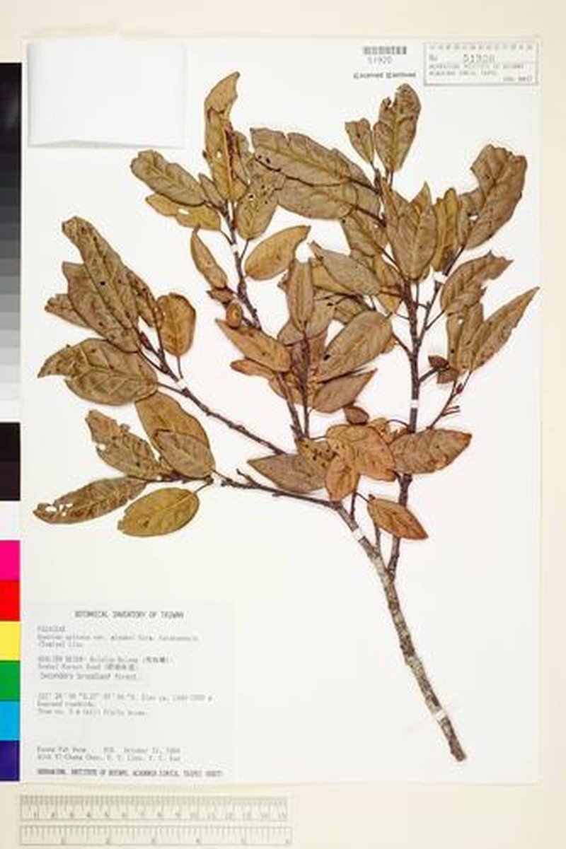 Quercus spinosa subsp. miyabei