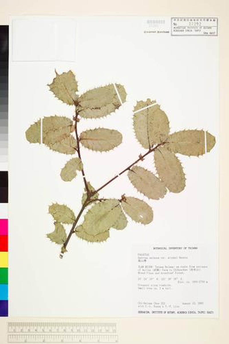 Quercus spinosa subsp. miyabei photo 2