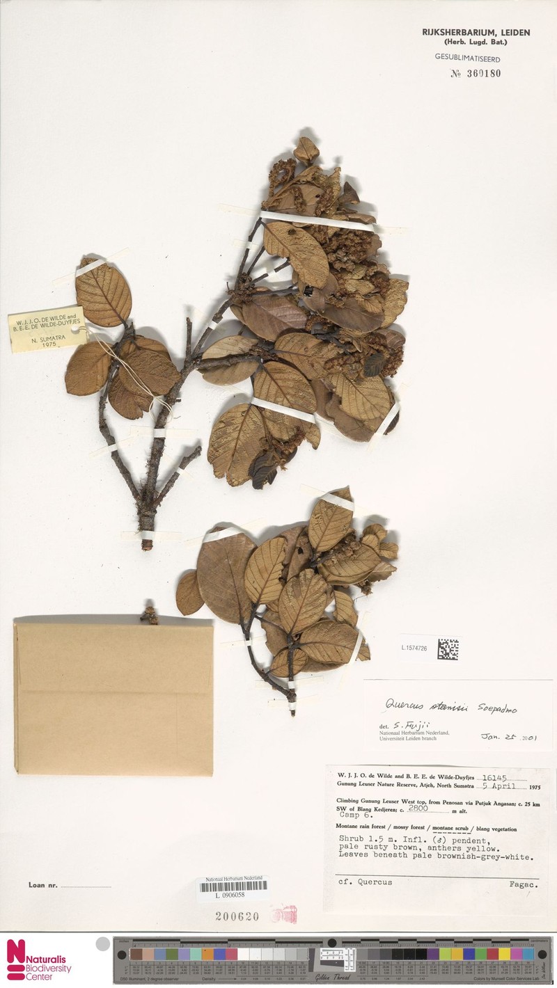 Quercus steenisii