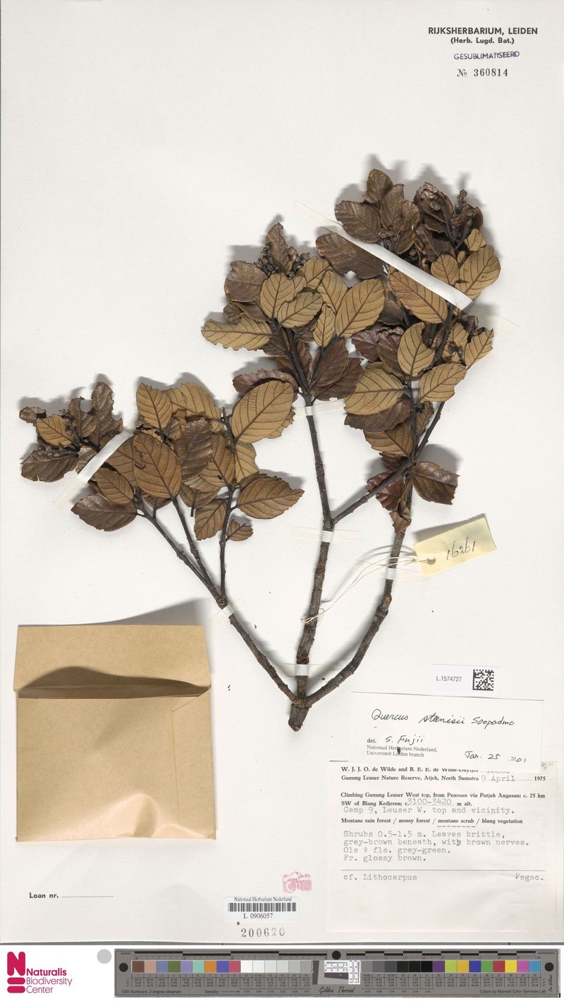 Quercus steenisii photo 2