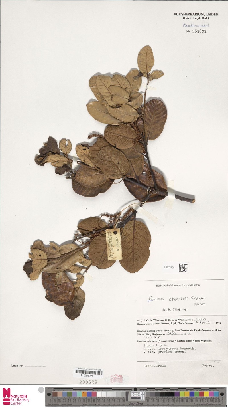 Quercus steenisii photo 3