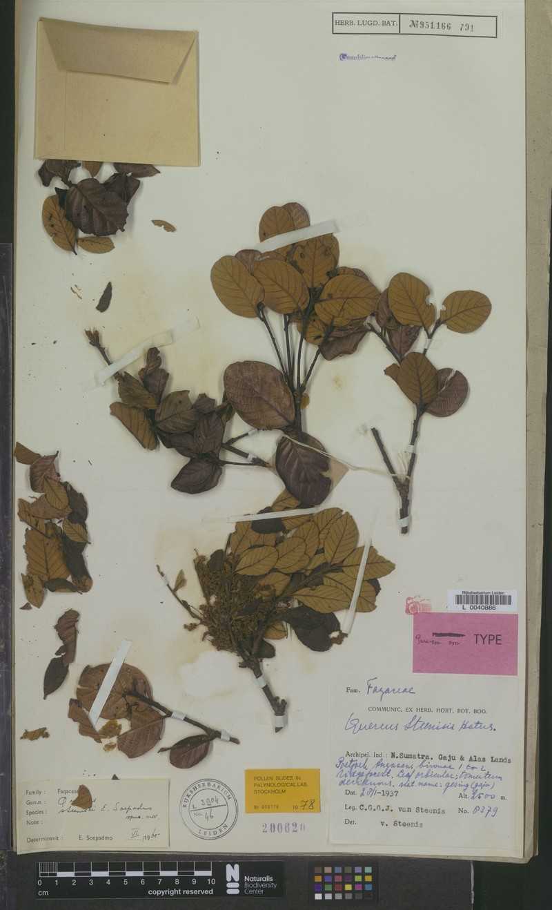 Quercus steenisii photo 4