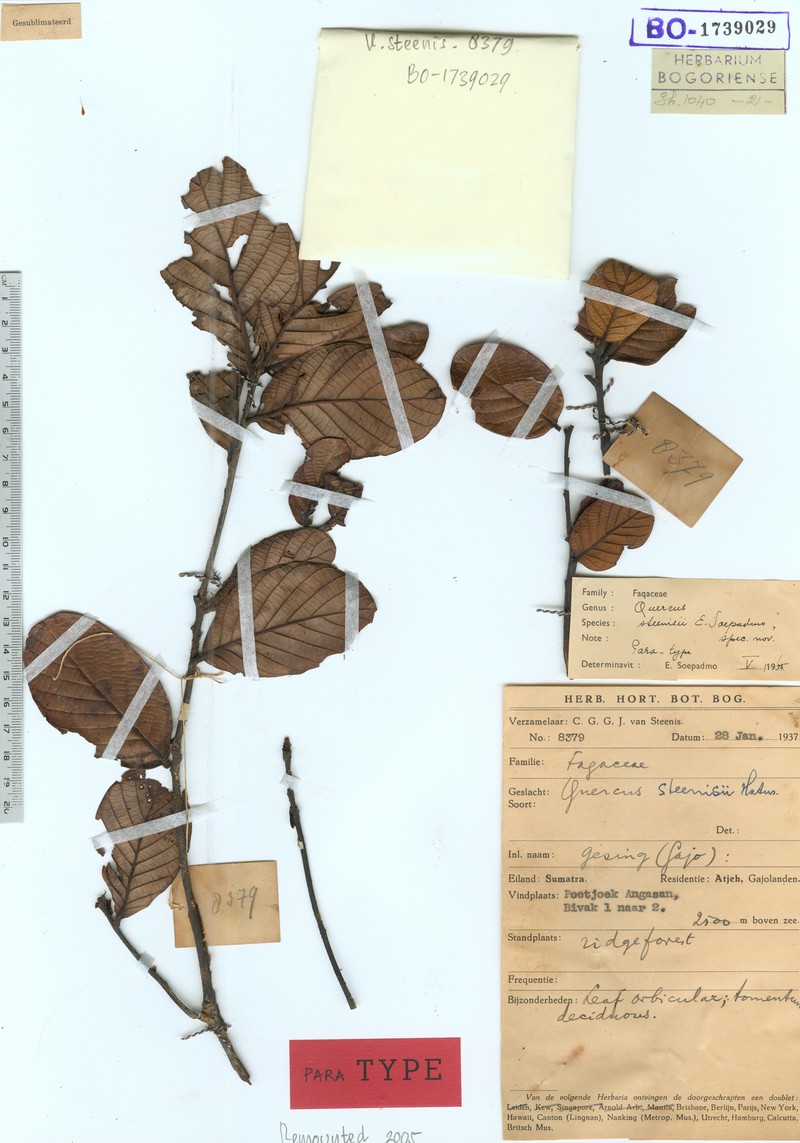 Quercus steenisii photo 5