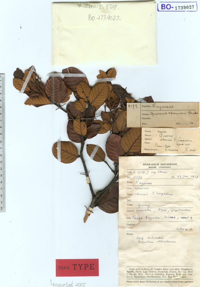 Quercus steenisii photo 6