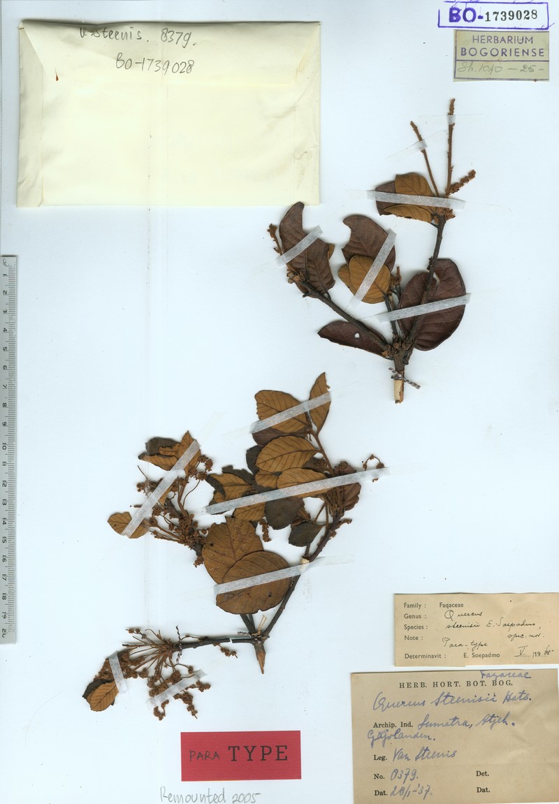 Quercus steenisii photo 7