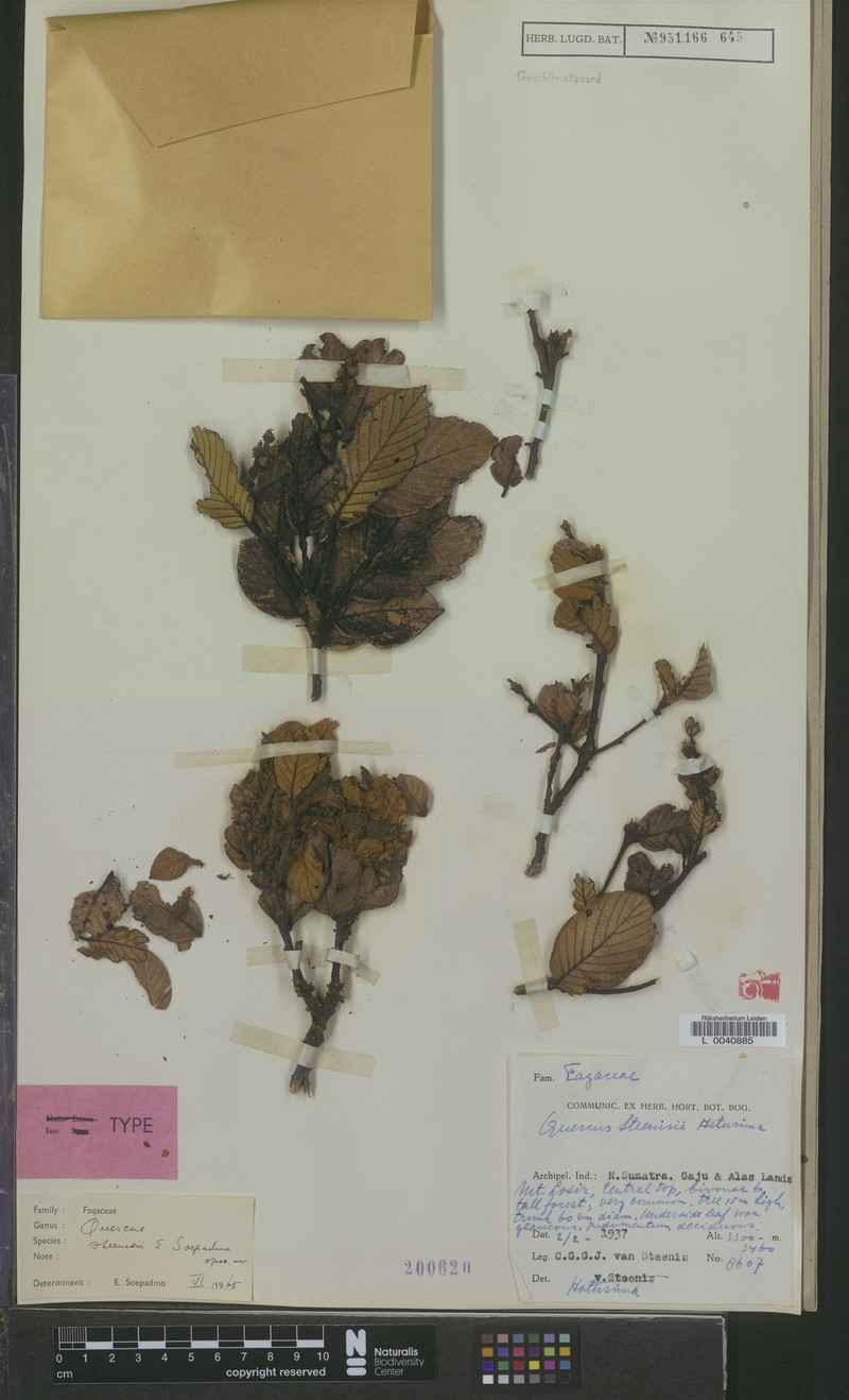 Quercus steenisii photo 8