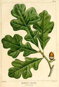 Post Oak