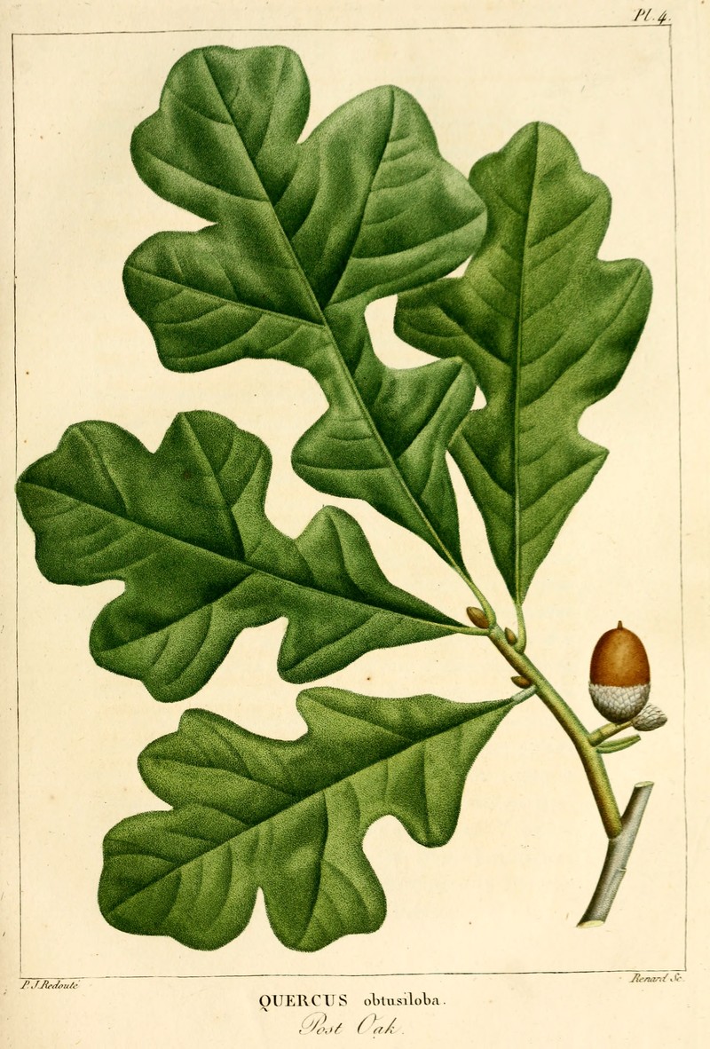 Post Oak