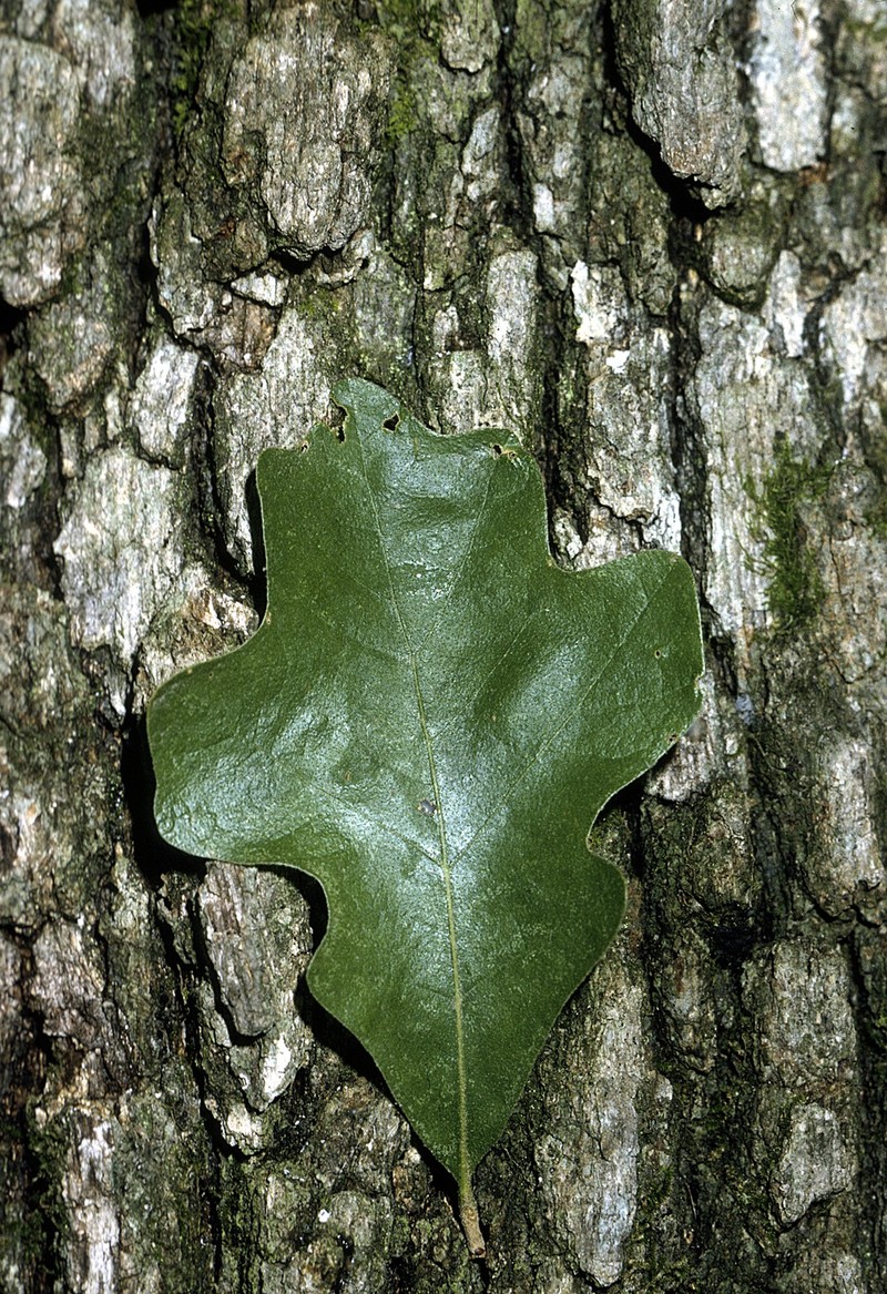 Post Oak photo 2