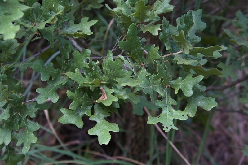 Post Oak photo 3