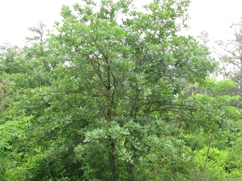 Post Oak photo 4