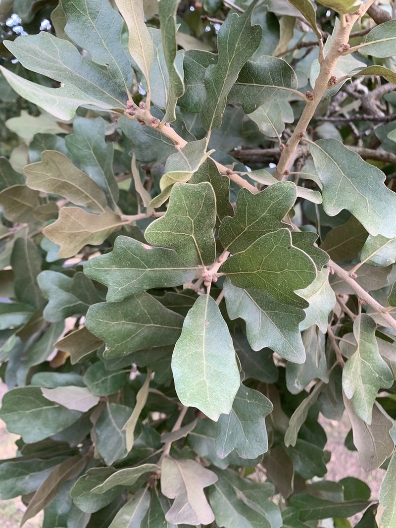Post Oak photo 3