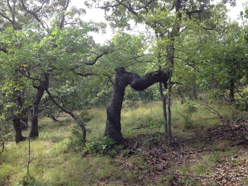 Post Oak photo 4