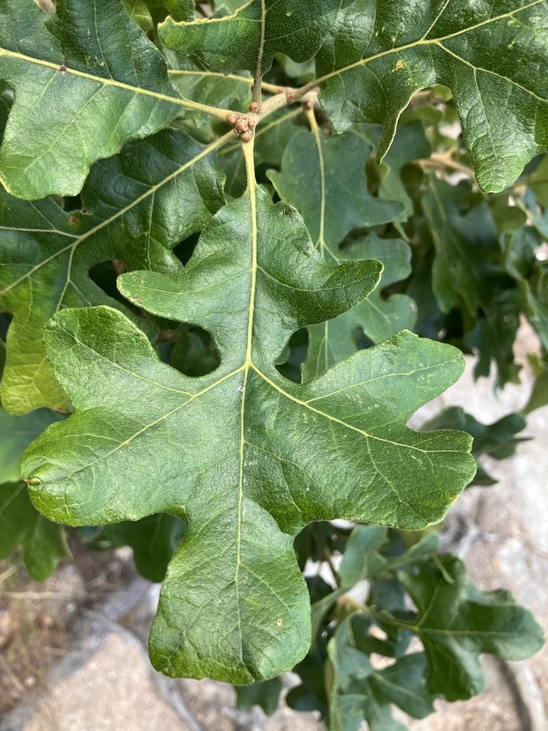 Post Oak photo 6