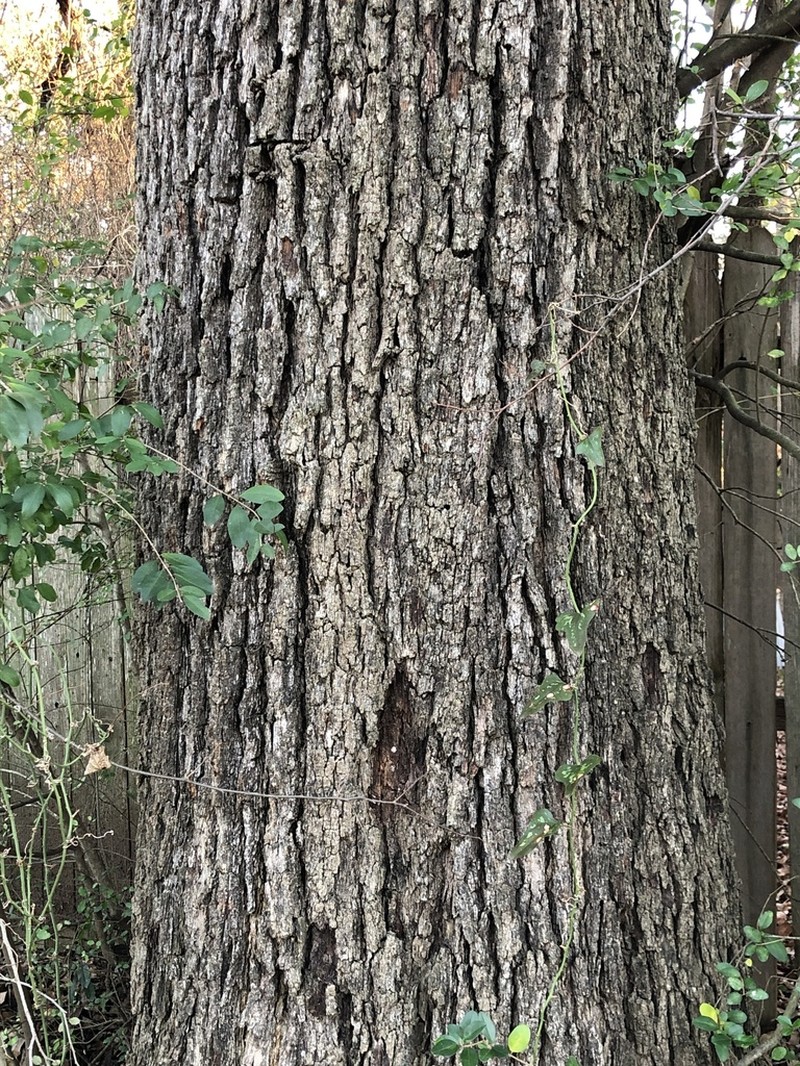 Post Oak photo 9