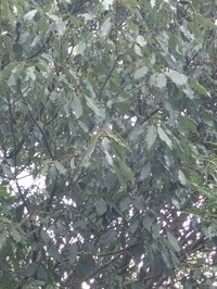 Quercus stenophylloides