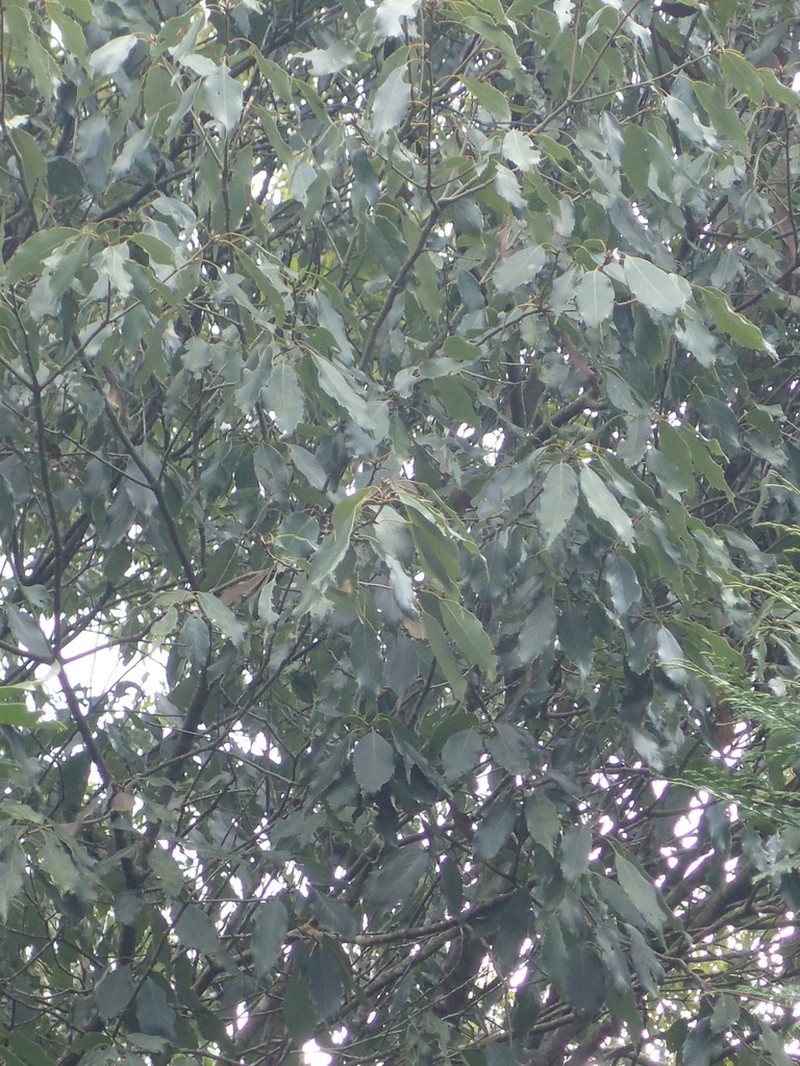 Quercus stenophylloides