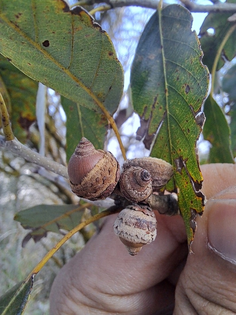 Quercus stenophylloides photo 2
