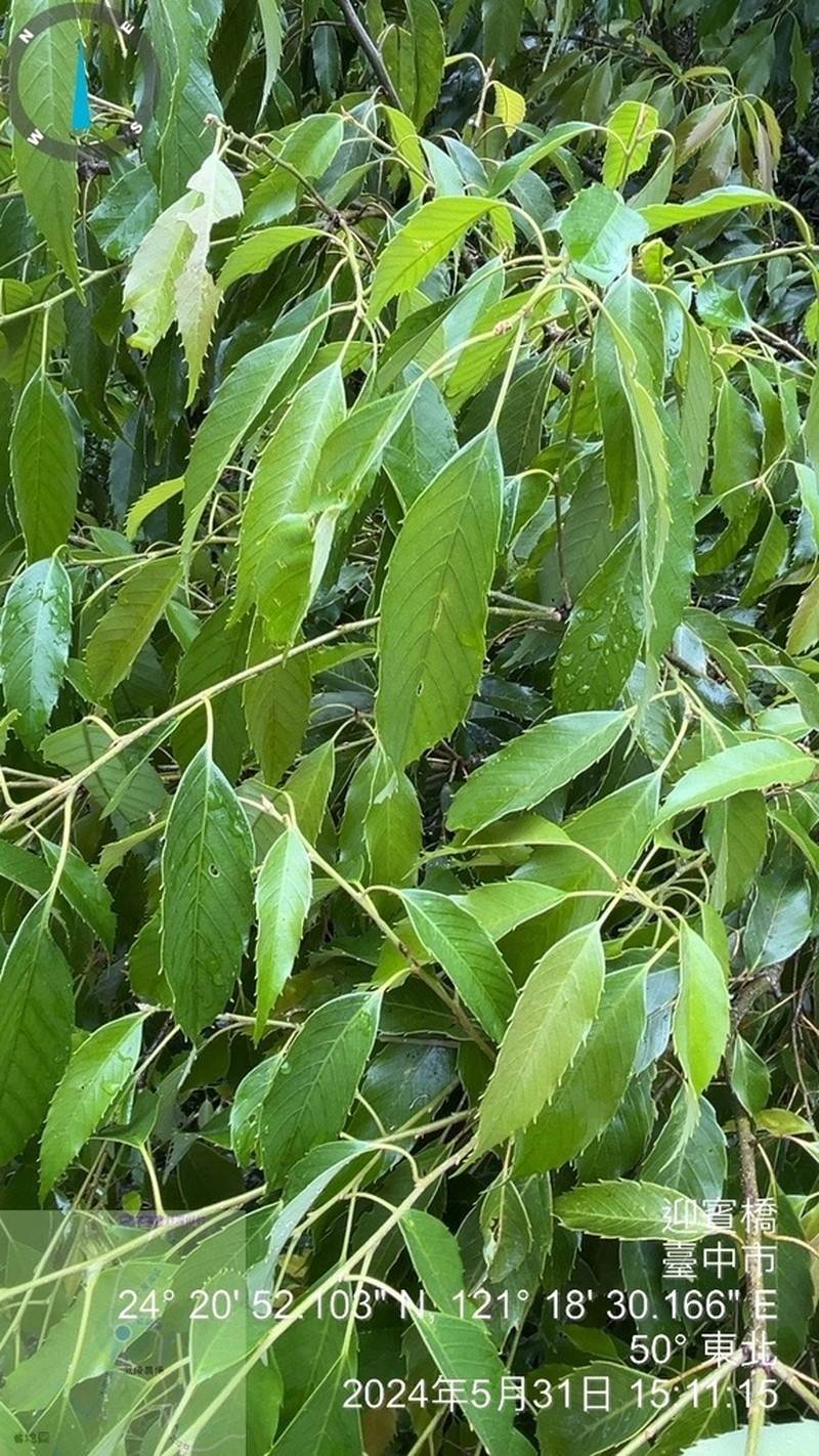 Quercus stenophylloides photo 3
