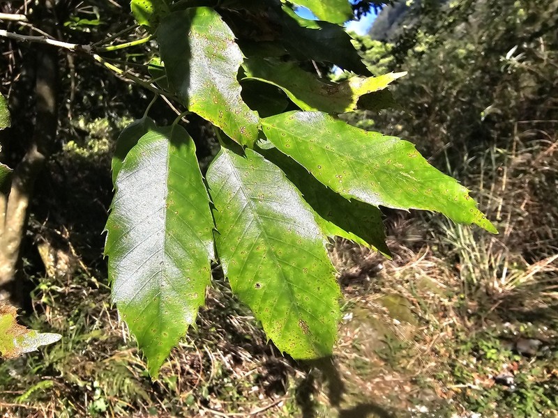 Quercus stenophylloides photo 4