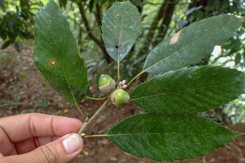 Quercus stenophylloides photo 6