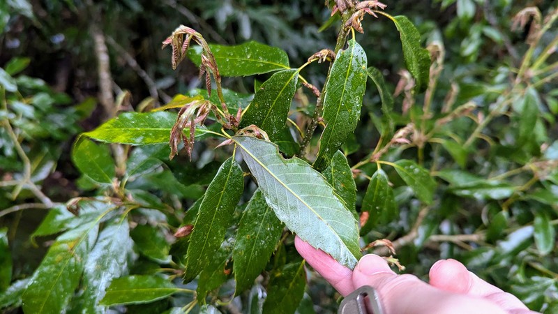 Quercus stenophylloides photo 7