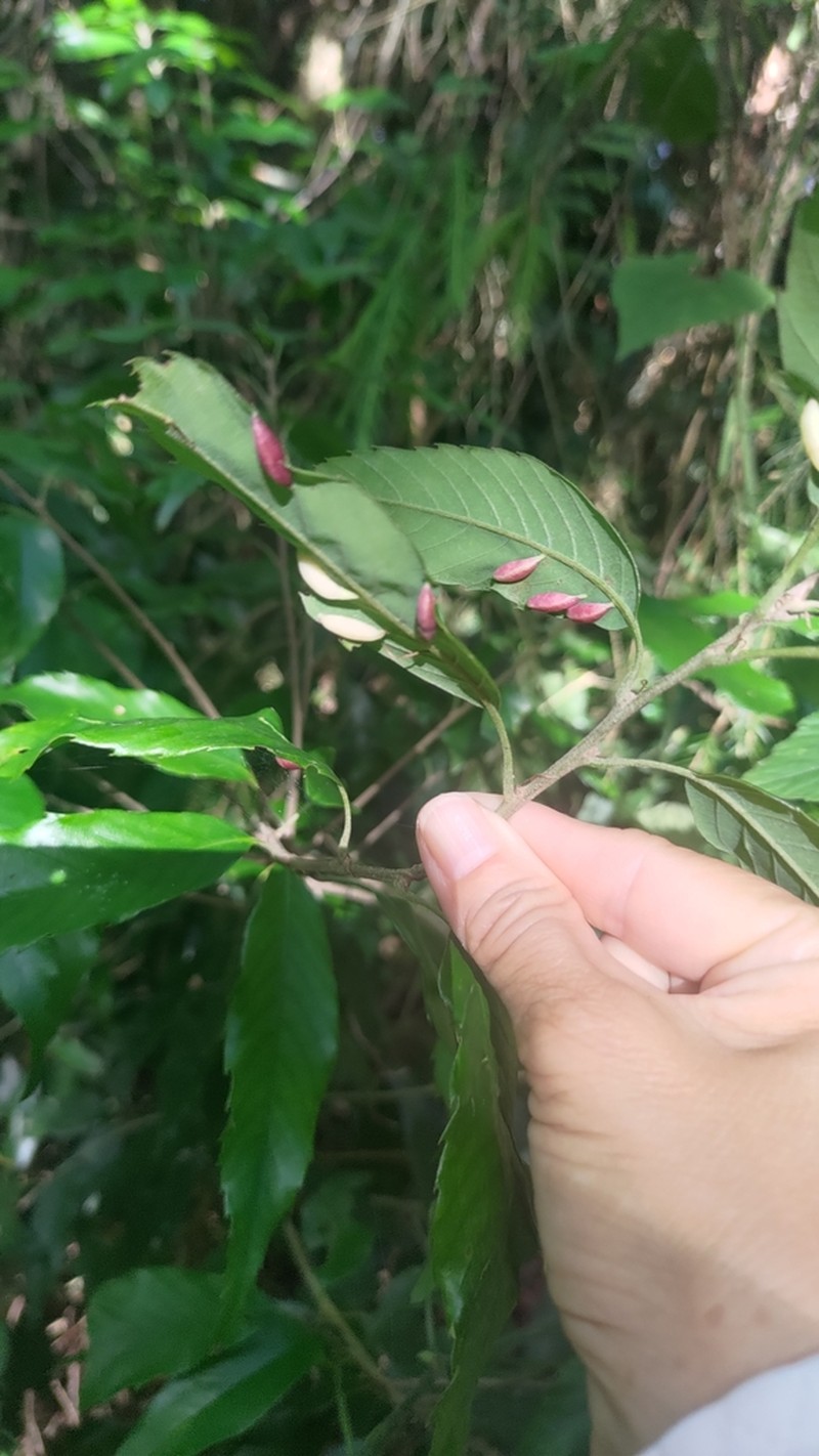 Quercus stenophylloides photo 8