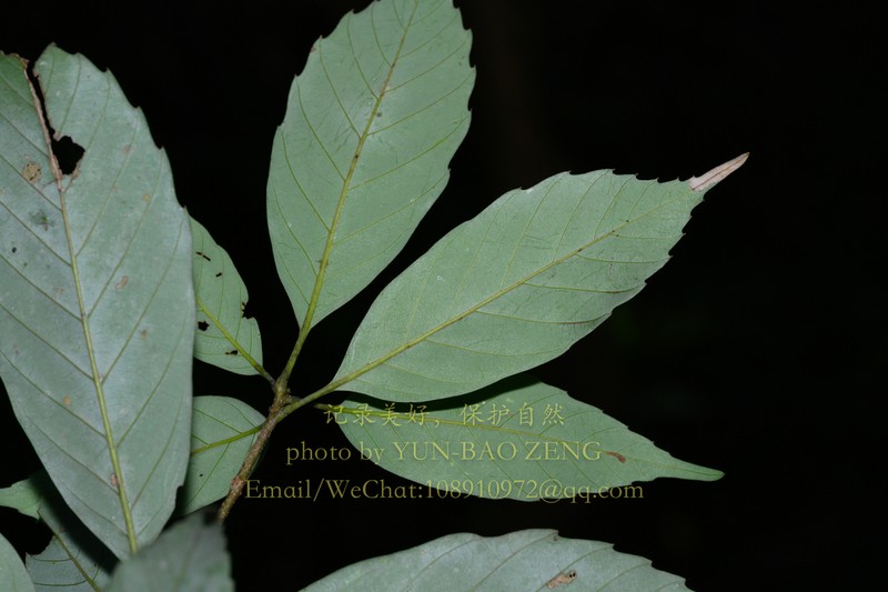 Quercus stewardiana