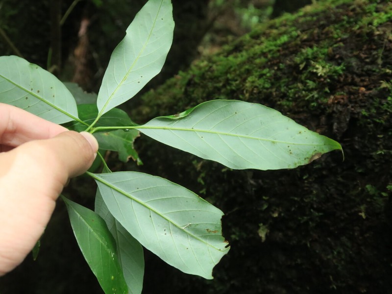 Quercus stewardiana photo 2