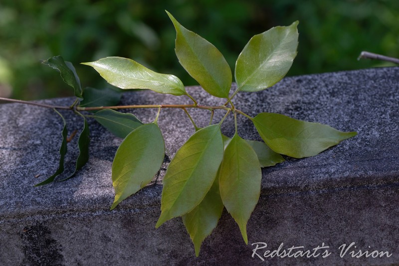 Quercus stewardiana photo 3