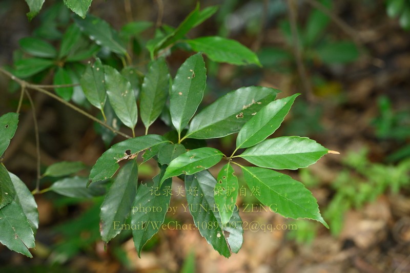 Quercus stewardiana photo 4